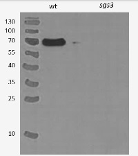 SGS3 | Protein suppressor of gene silencing 3 in the group Antibodies Plant/Algal  / DNA/RNA/Cell Cycle / Transcription regulation at Agrisera AB (Antibodies for research) (AS15 3099)